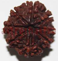8 mukhi 27980 22mm